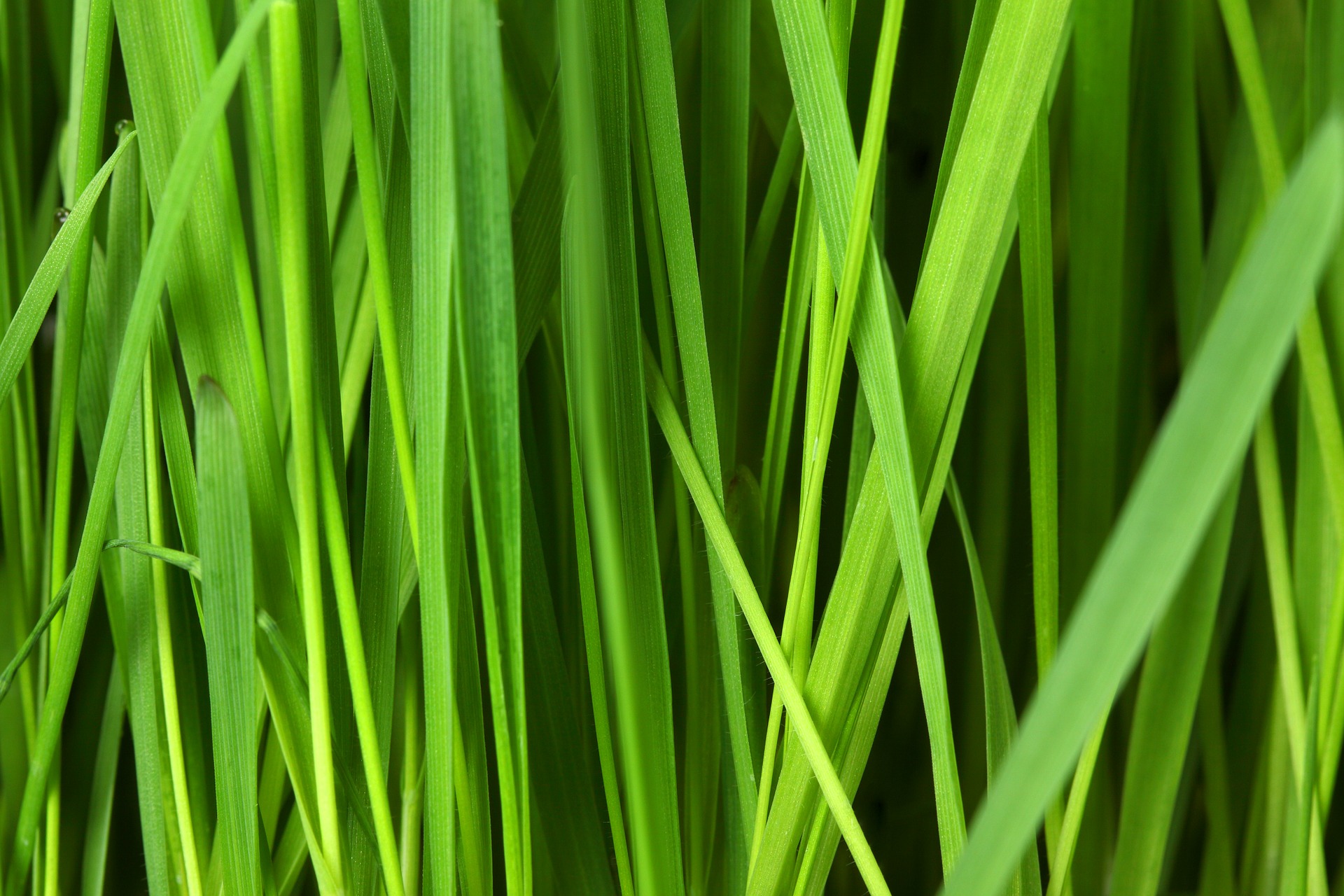 Nagy Éva